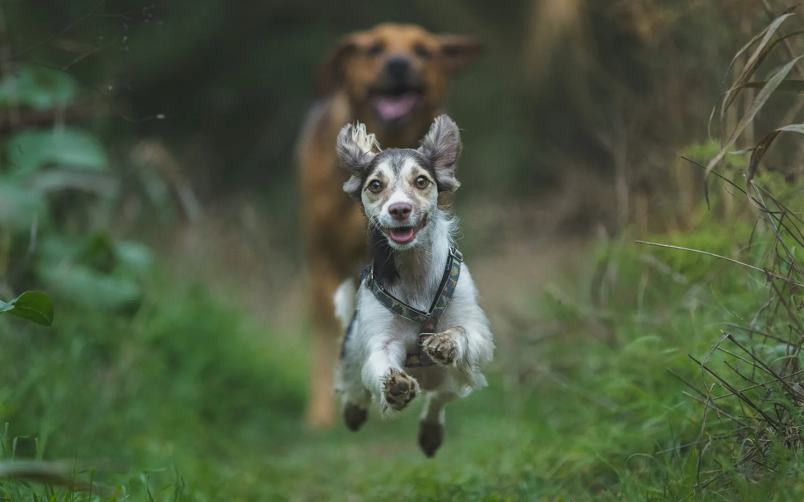 Zwei Hunde rennen nacheinander über eine Wiese auf die Kamera zu