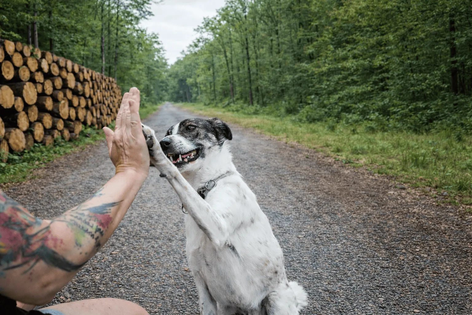 Hund gibt High Five