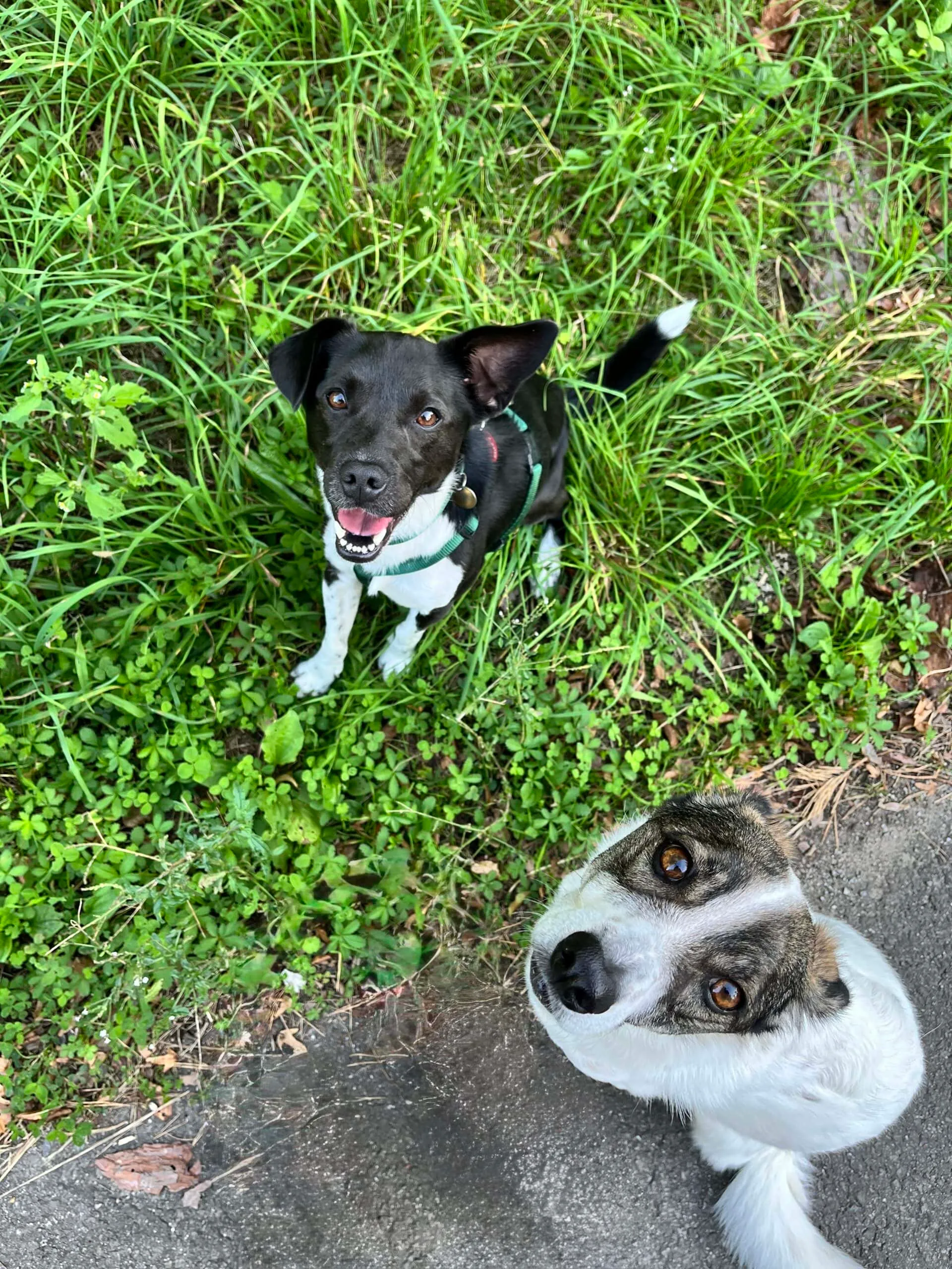 Suki und Nemo
