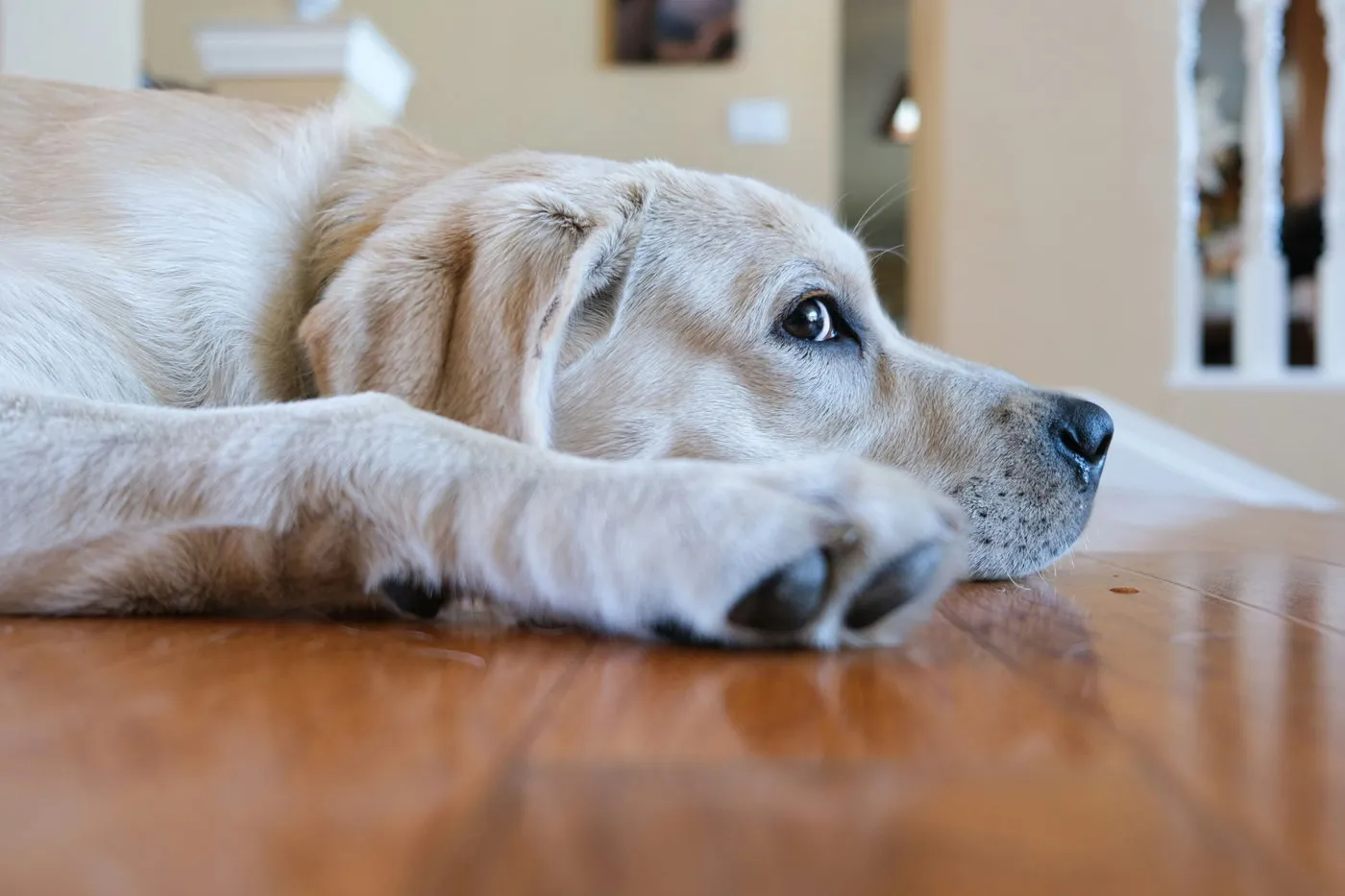 Labrador liegt entspannt auf einem Holzboden