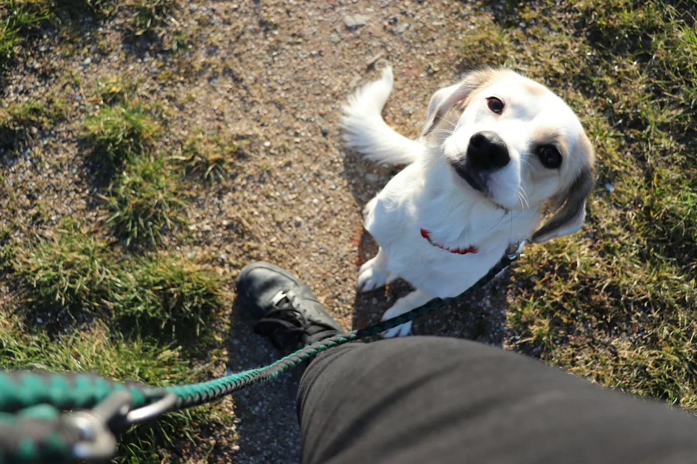 Hund schaut an der Leine aufmerksam zu seinem Menschen hoch