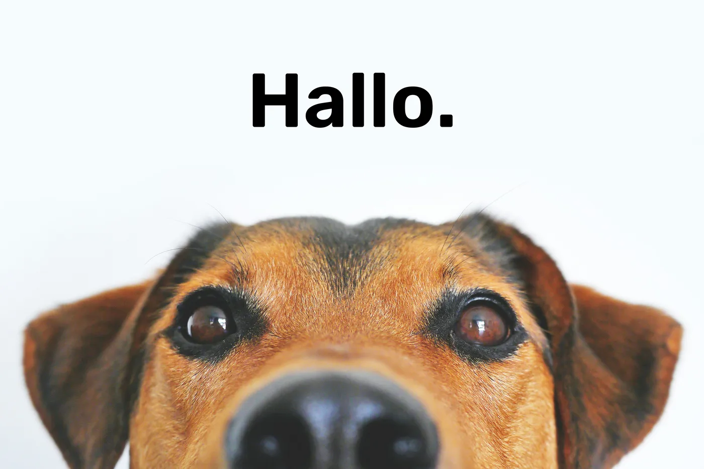 Nahaufnahme eines Hundegesichts mit dem Wort „Hallo.“