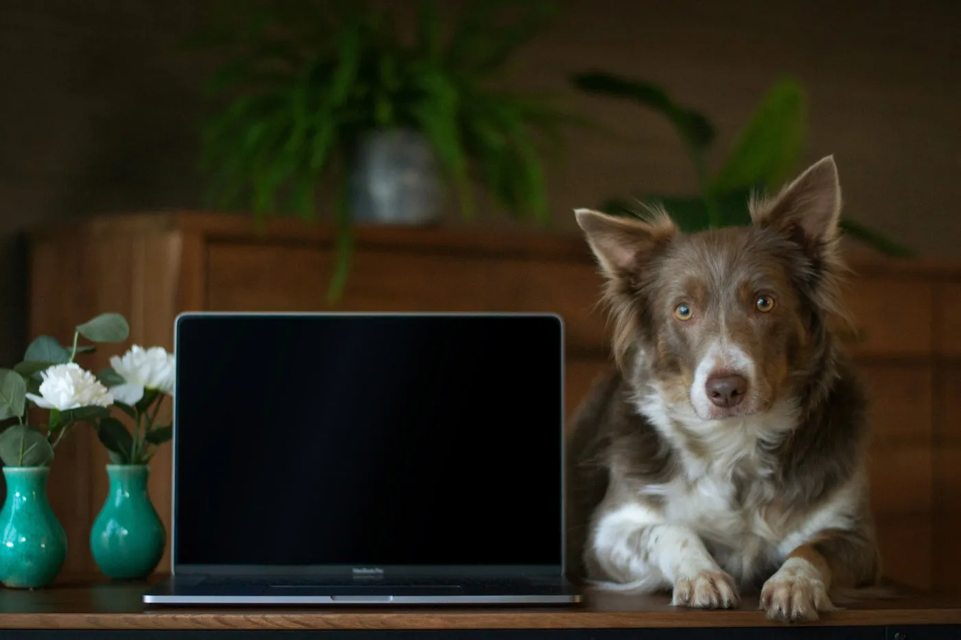 Hund liegt neben einem aufgeklappten Laptop auf einem Holztisch