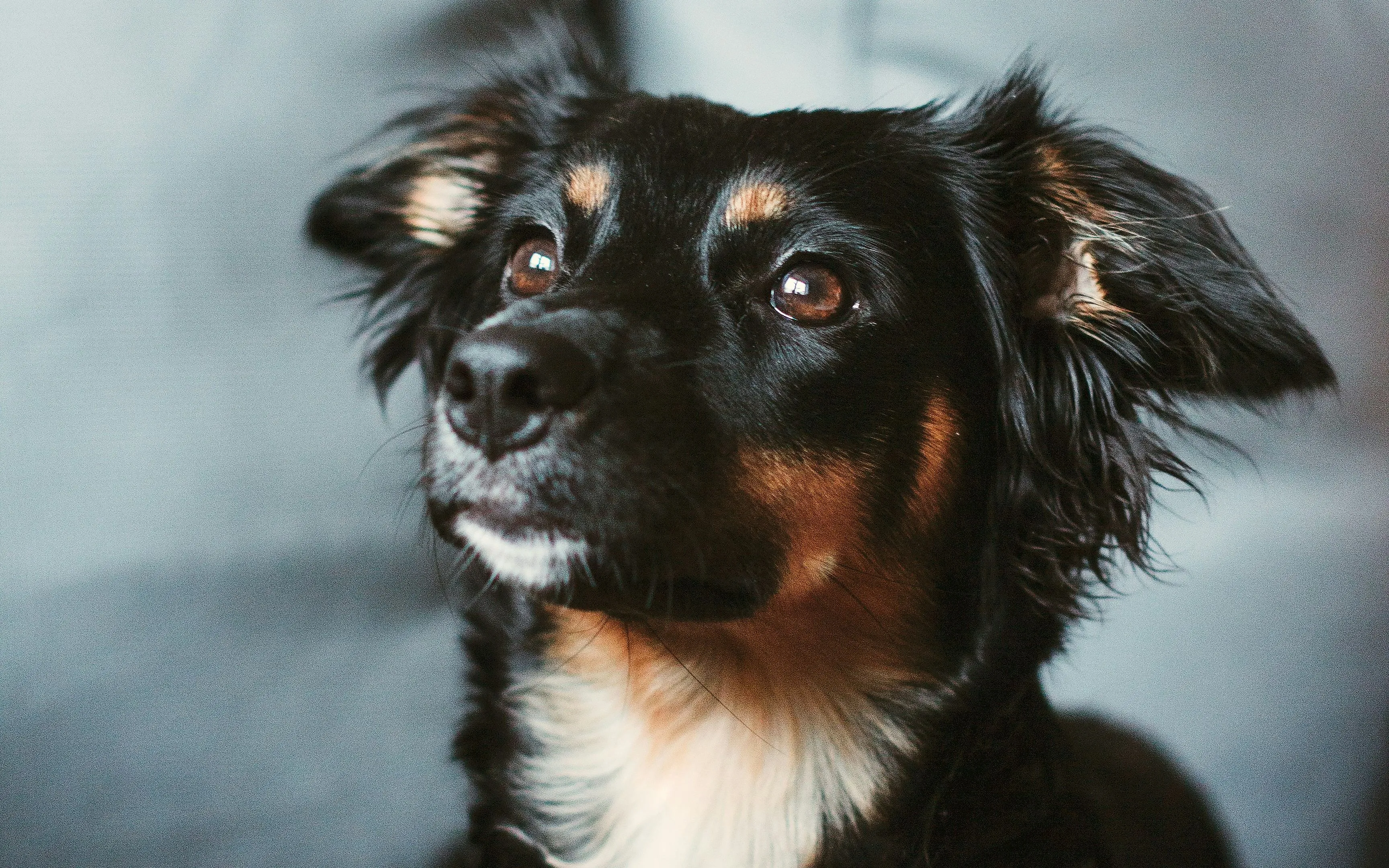 Hund liegt entspannt auf einem Sofa und schaut aufmerksam zu seinem Menschen