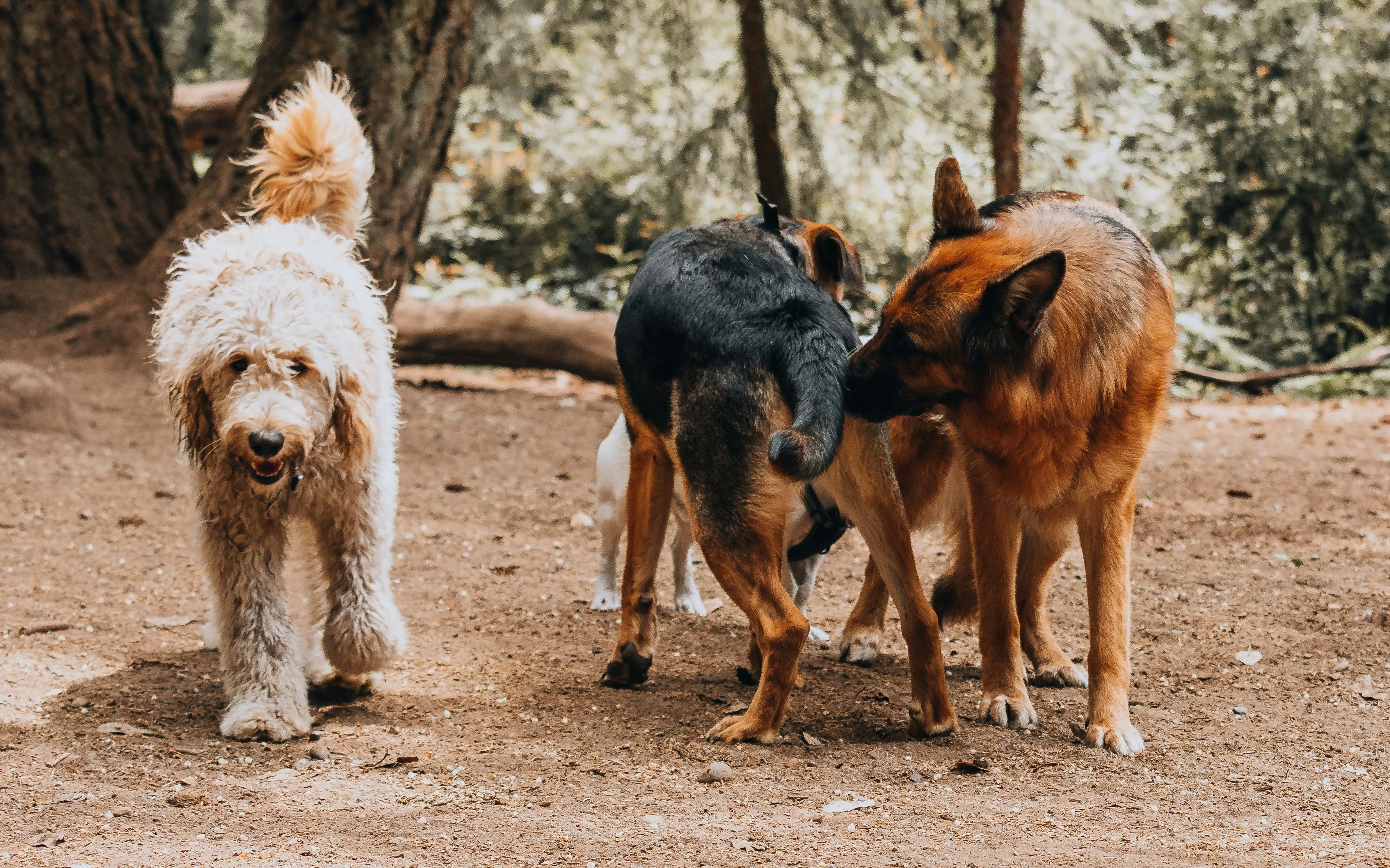 Drei Hunde beschnuppern sich im Wald während eines Social Walks