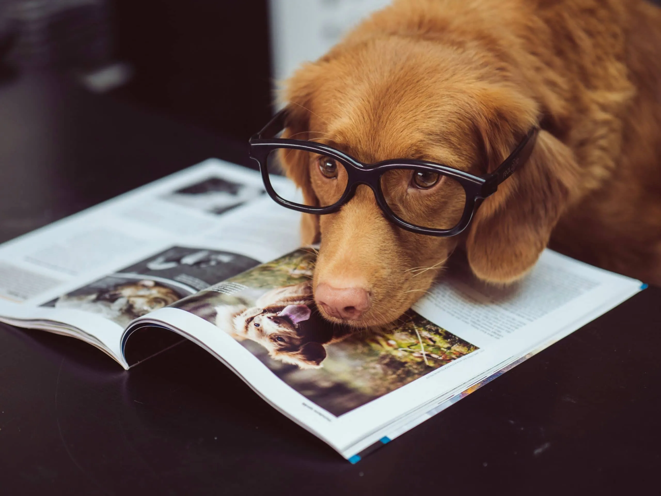Hund schaut aufmerksam nach oben