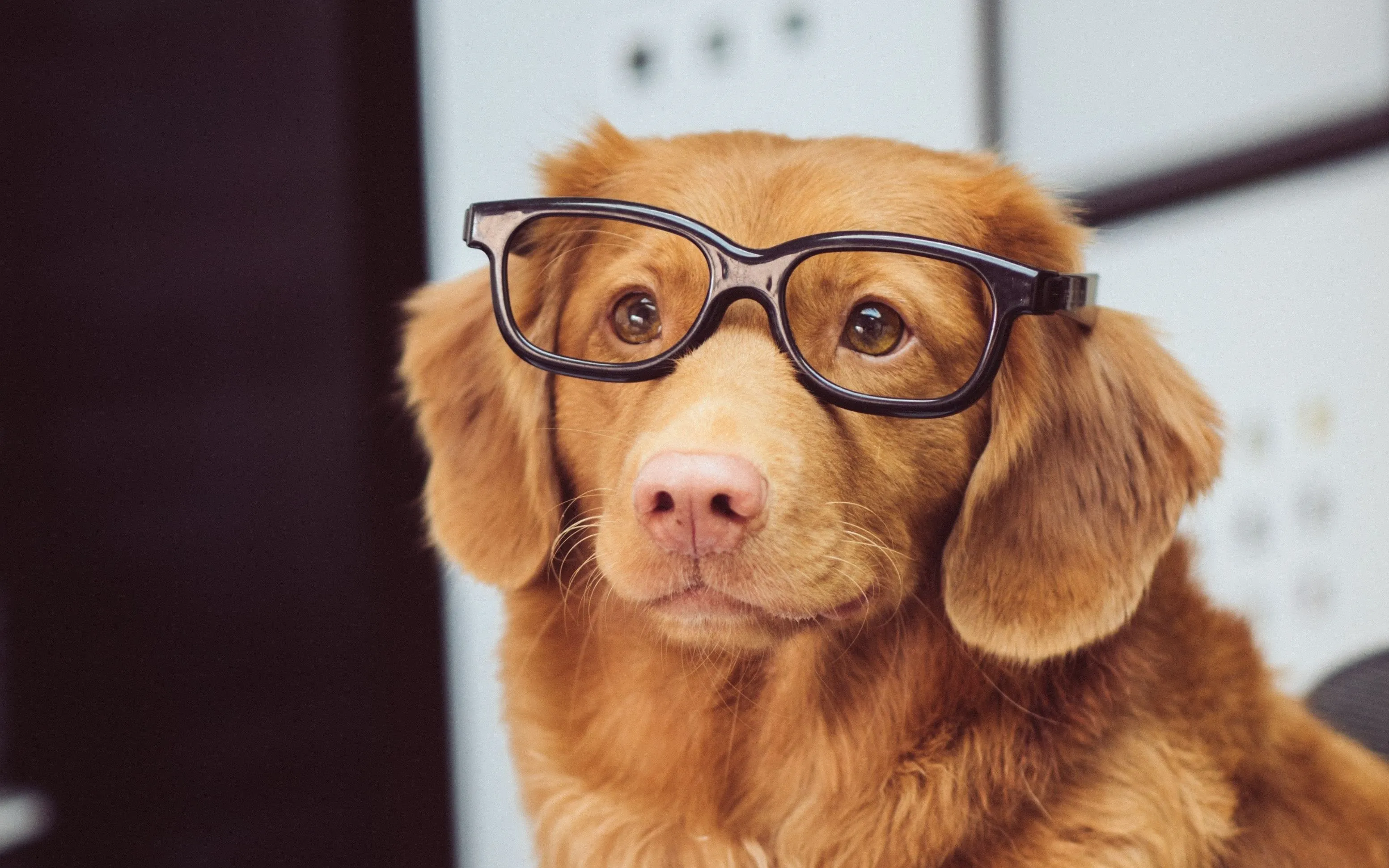 Hund mit Brille sitzt vor einem aufgeschlagenen Magazin