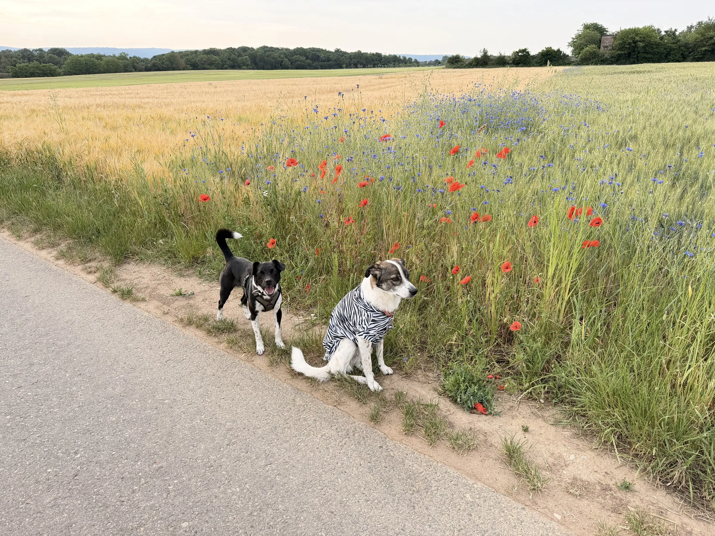Suki und Nemo stehen an einem Feldweg mit Klatschmohn und Kornblumen