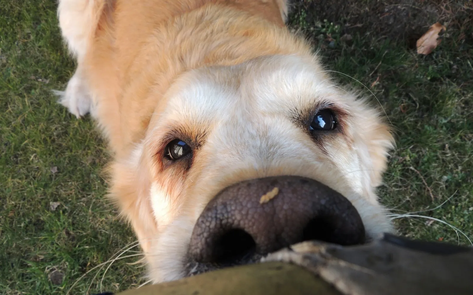 Golden Retriever hält seine Nase nah an die Kamera und schaut dabei nach oben