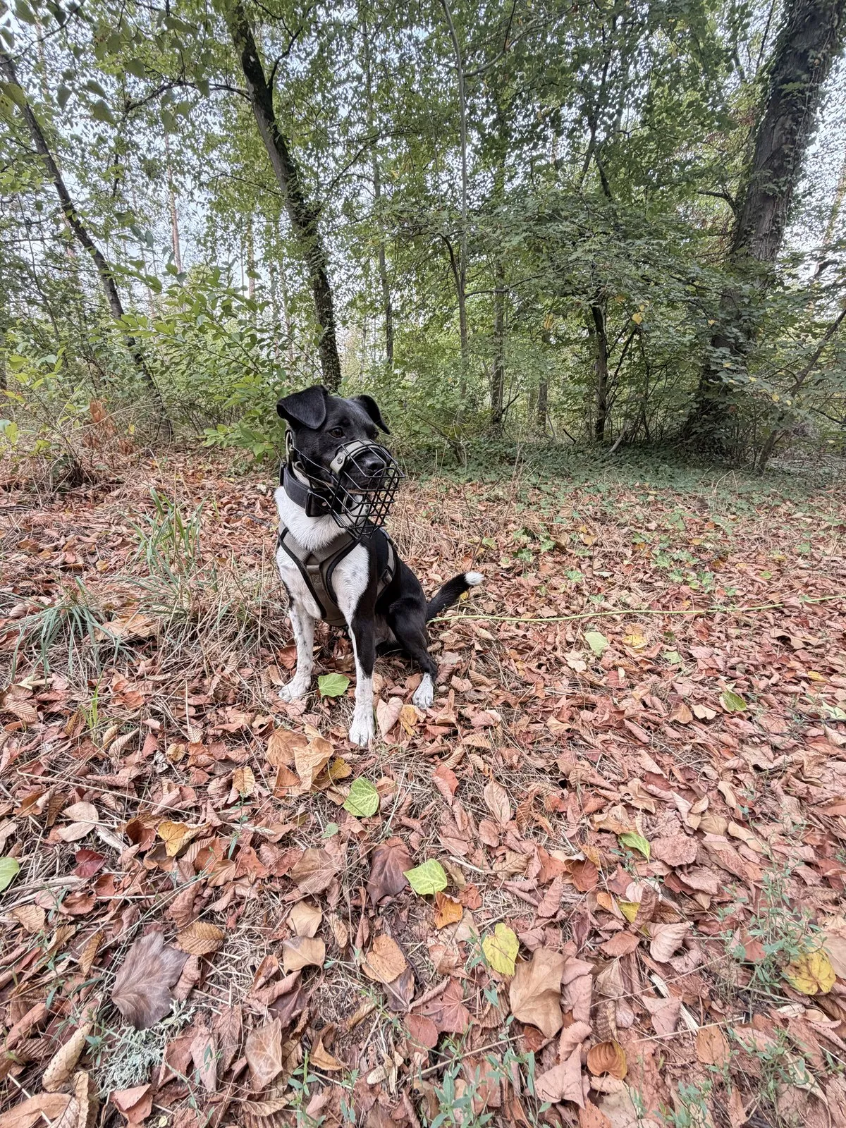 Nemo mit Maulkorb sitzt im herbstlichen Wald