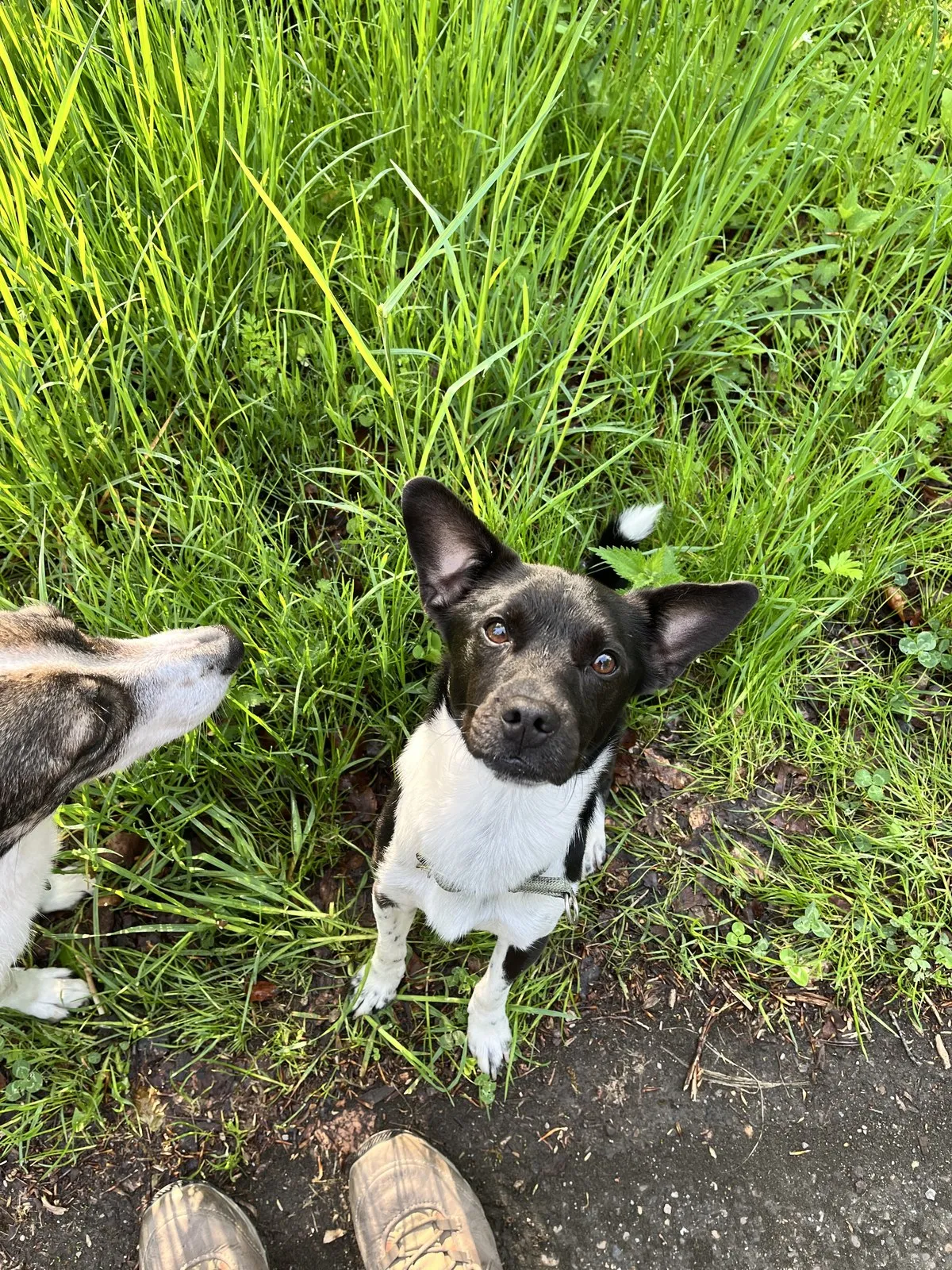 Nemo im Gras neben Suki