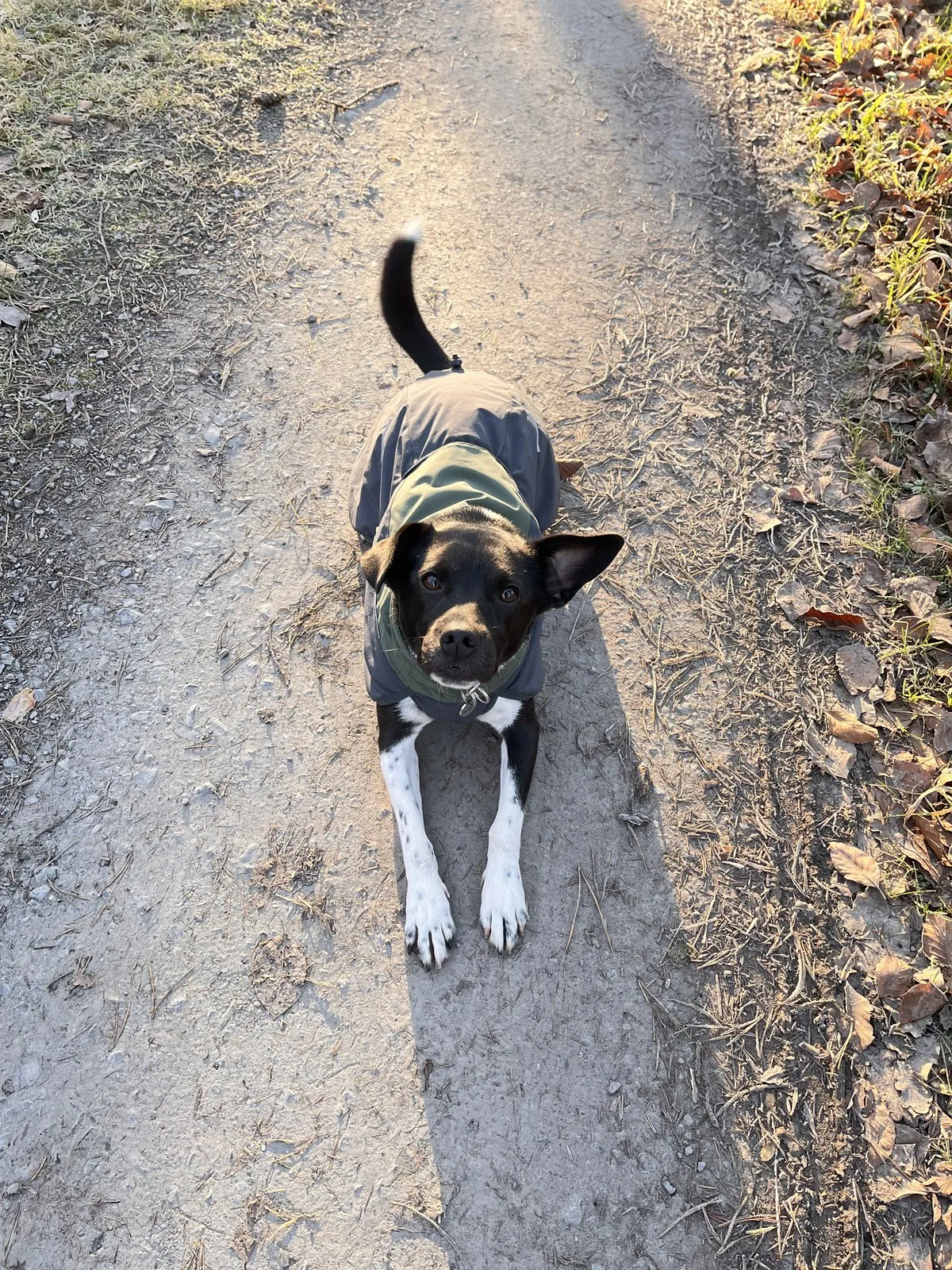 Nemo liegt entspannt auf einem Feldweg im Abendlicht