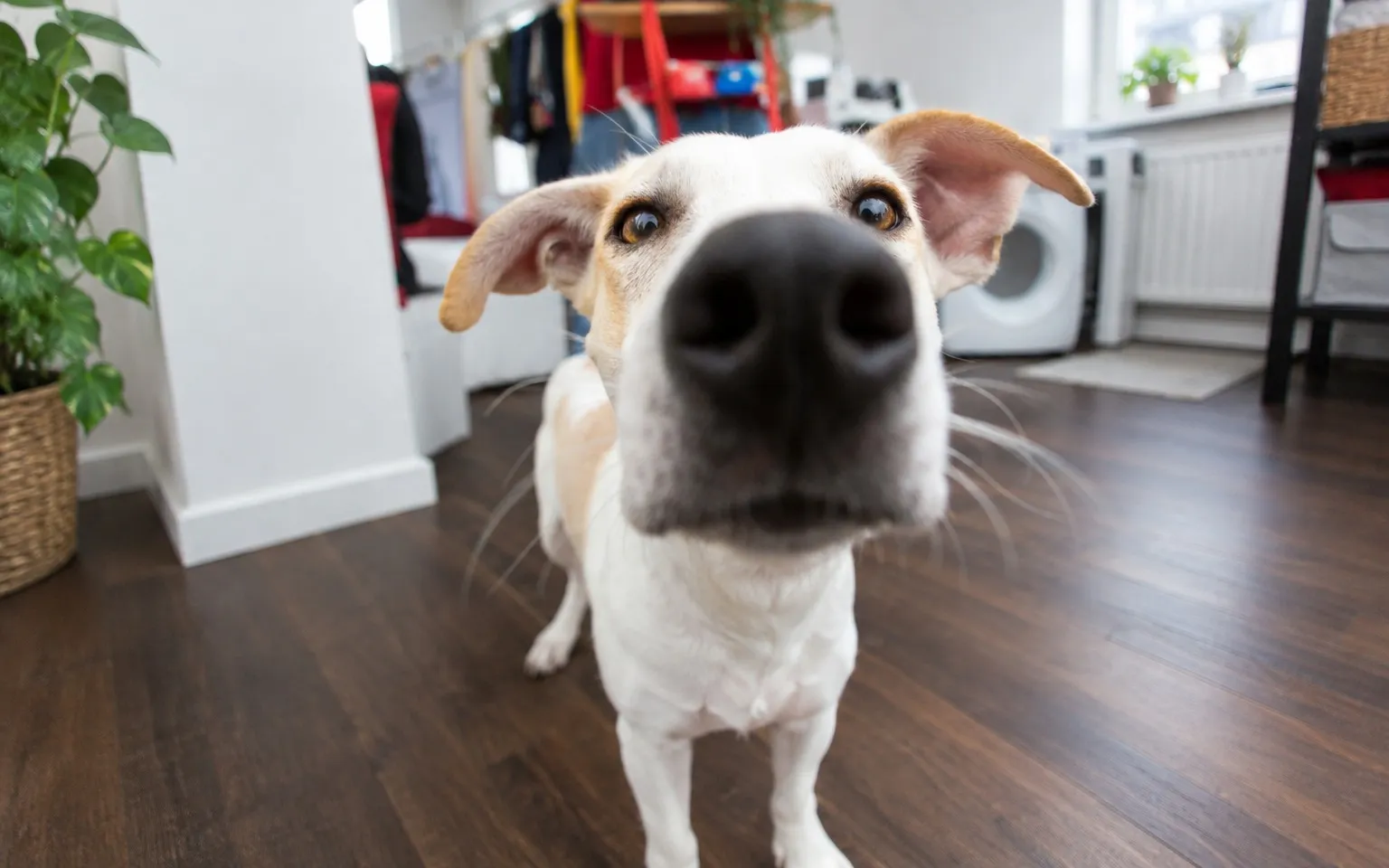 Hund streckt neugierig die Nase nah an die Kamera