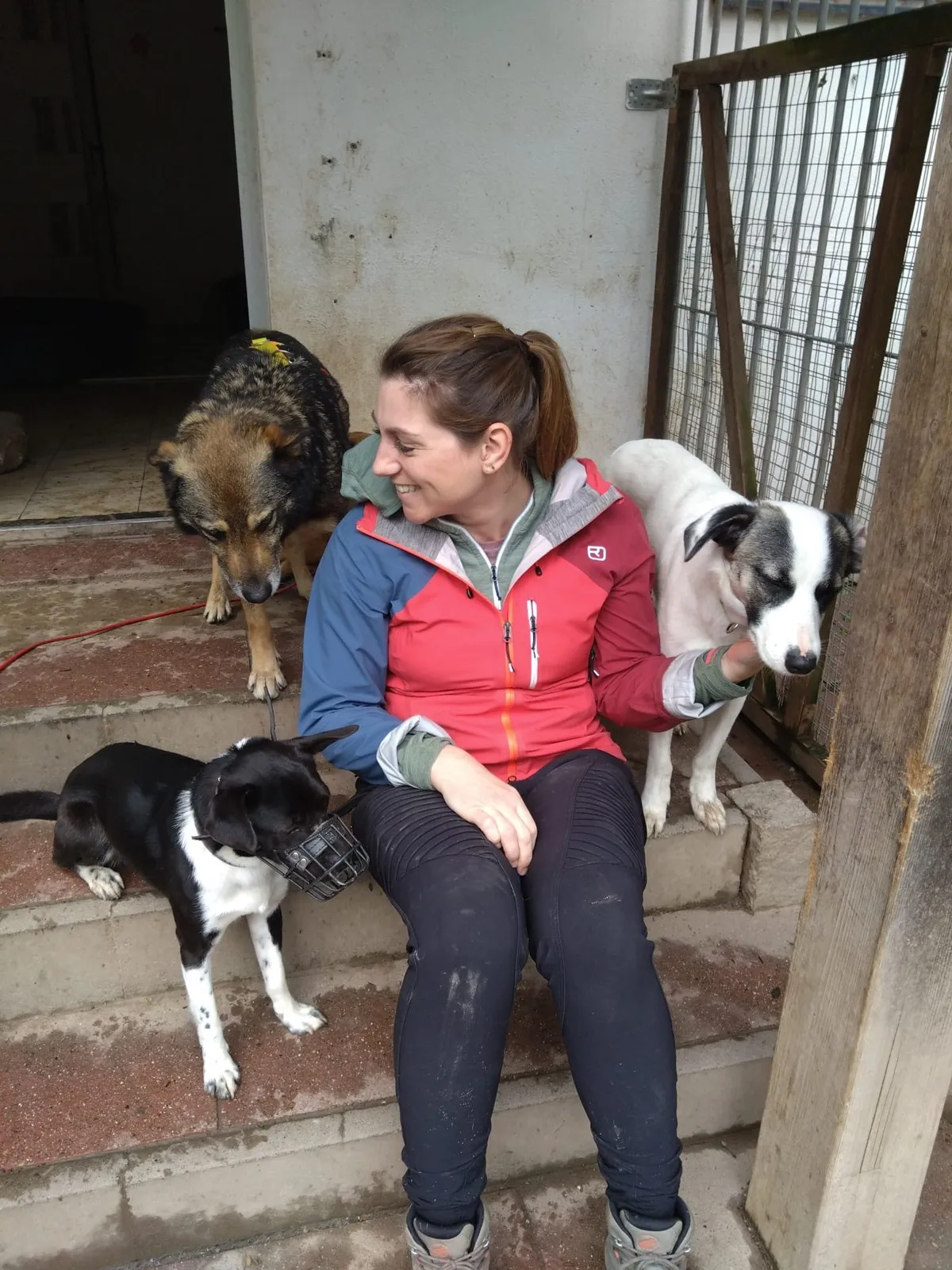 Steffi mit mehreren Hunden während ihres Praktikums im Tierheim