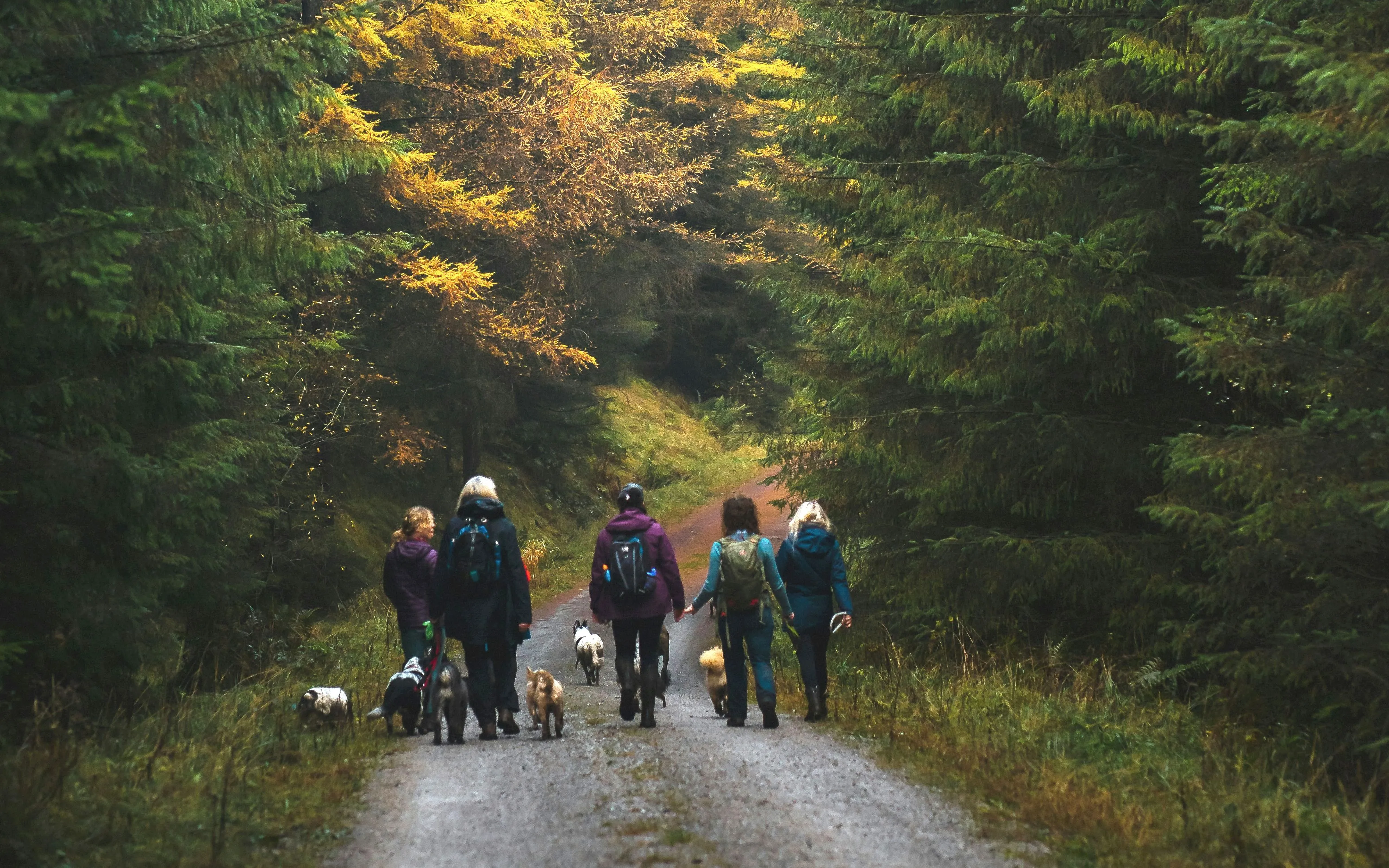 Gruppe mit mehreren Hunden geht frei auf einem Waldweg im Herbst