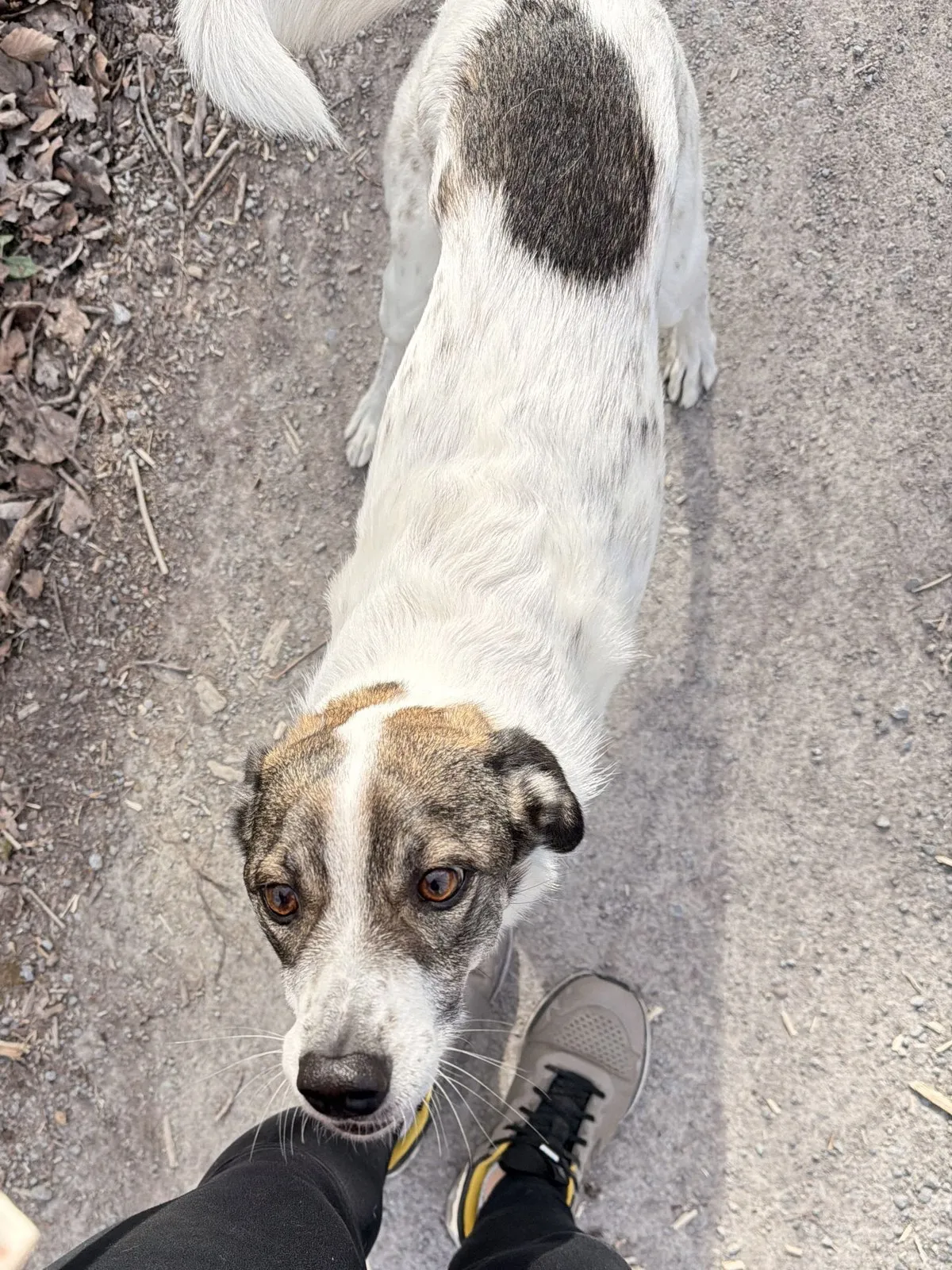 Suki von oben auf einem Waldweg