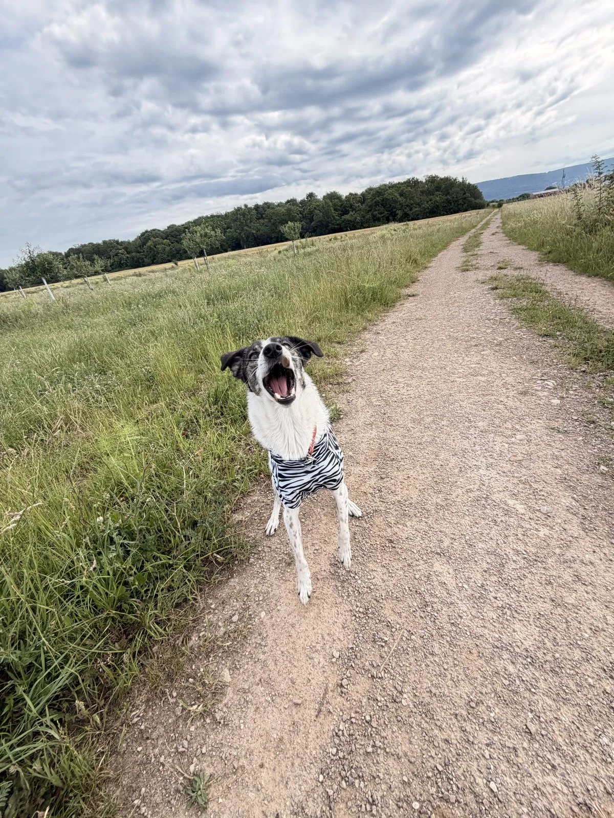 Suki mit Zebra-Mantel auf einem gepflasterten Weg