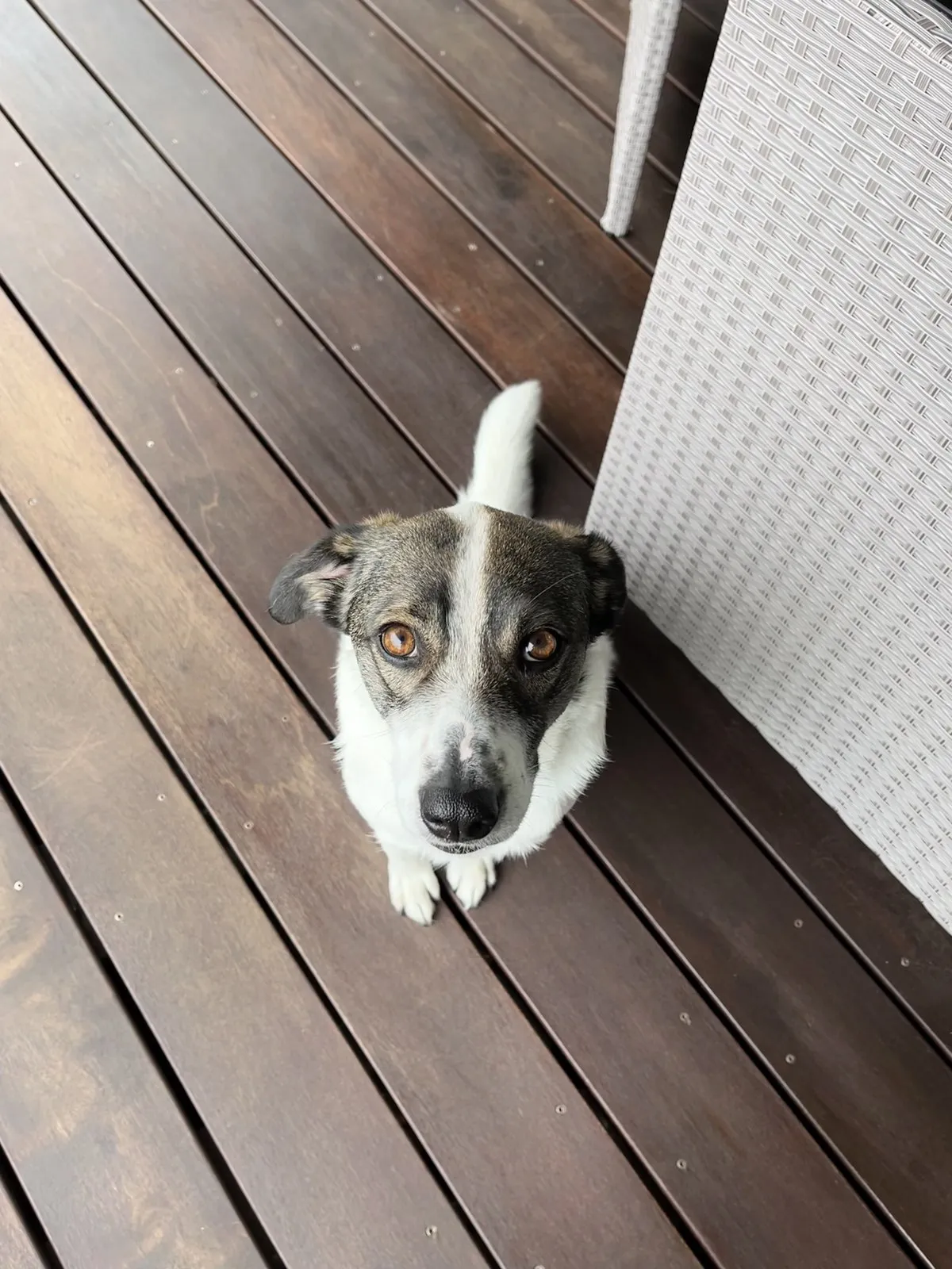 Suki sitzt aufmerksam auf einer Holzterrasse